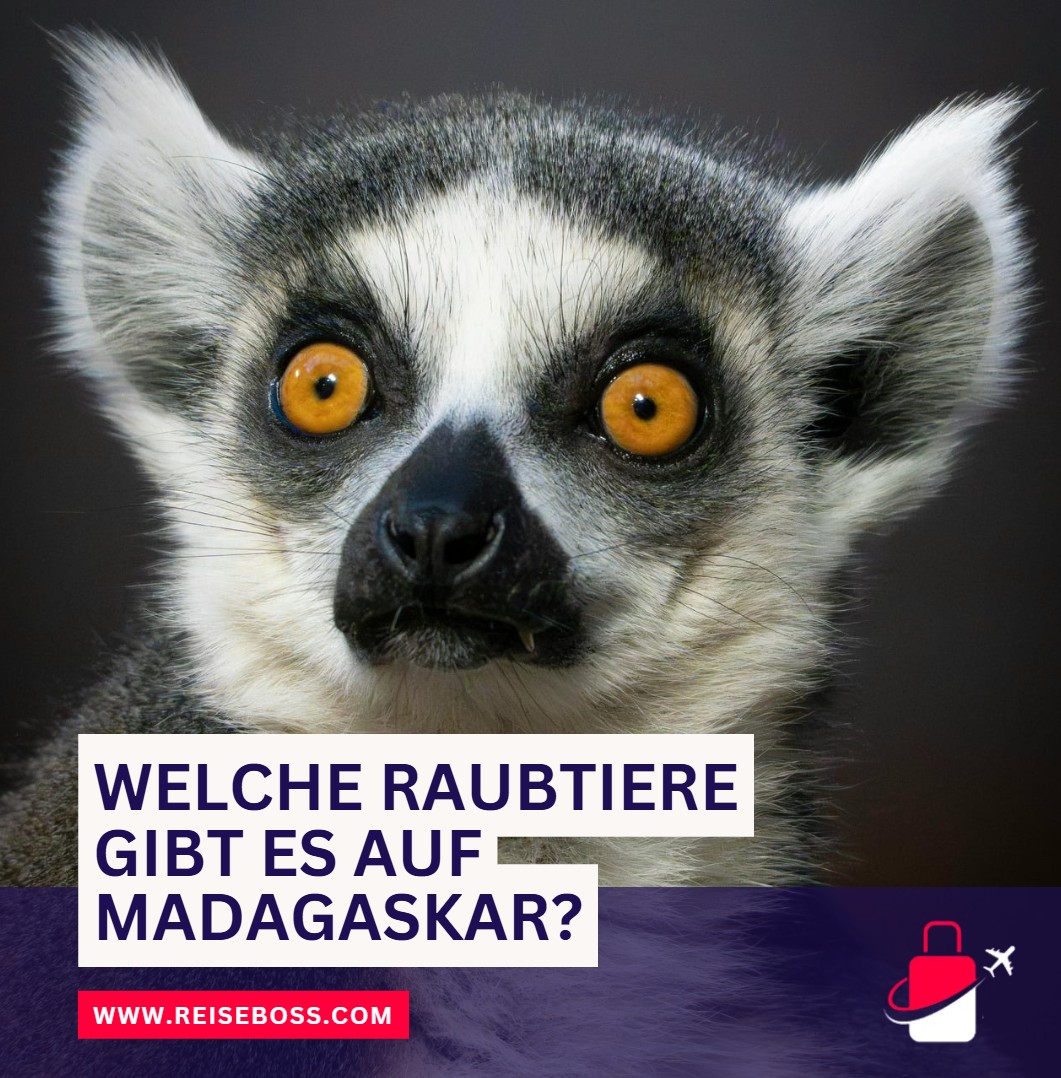 Welche Raubtiere gibt es auf Madagaskar