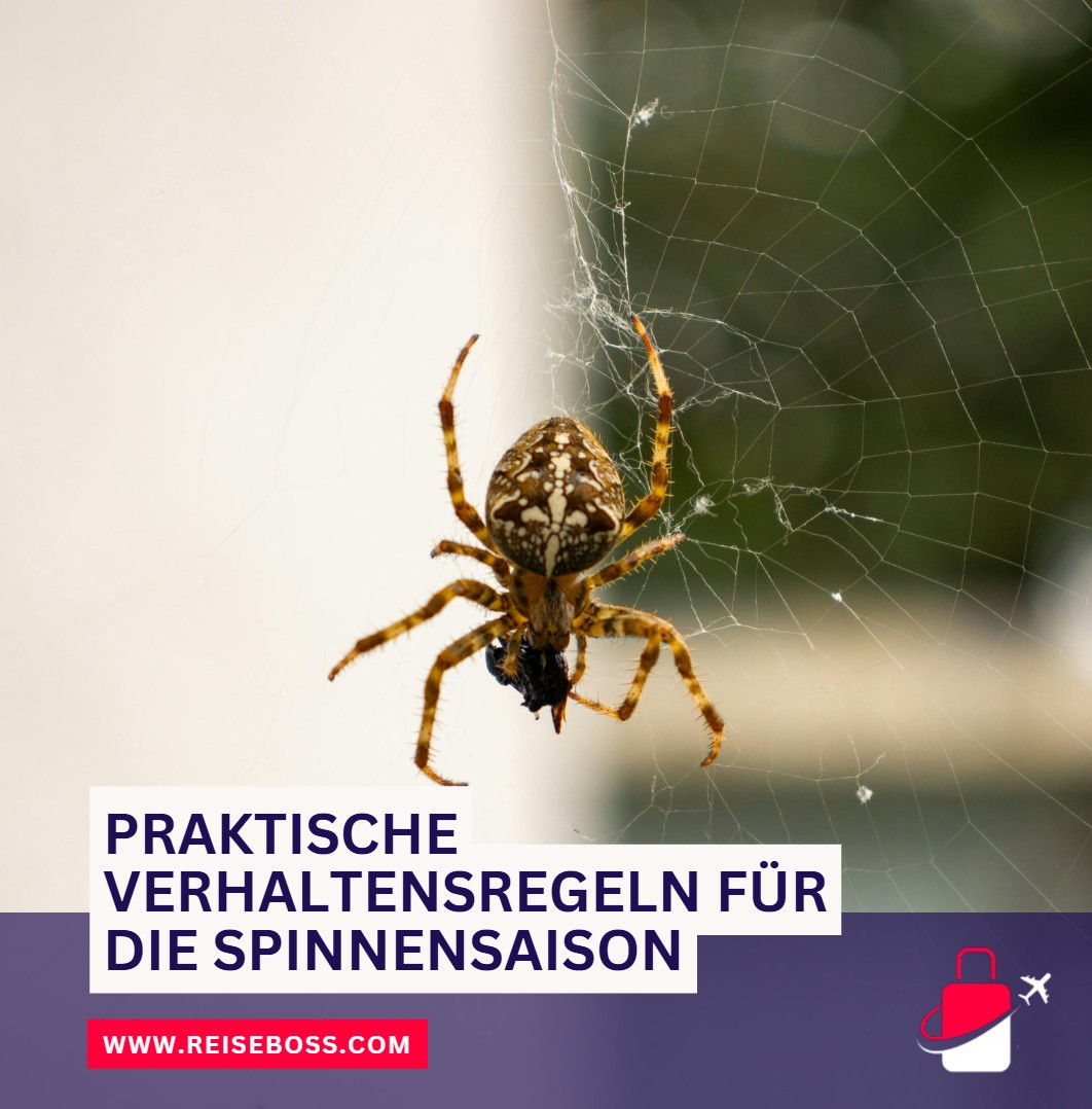 Praktische Verhaltensregeln für die Spinnensaison Praktische Verhaltensregeln für die Spinnensaison